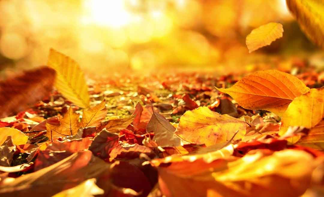 fall-header-photo | IAB Solutions, LLC
